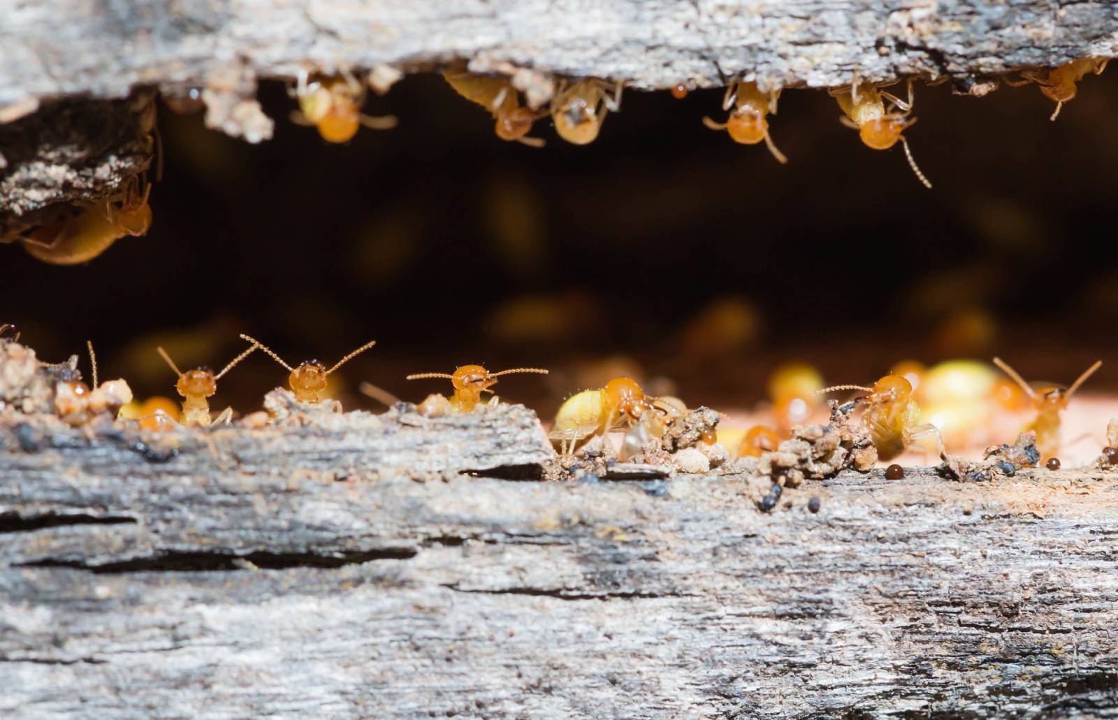 TRAITEMENT ANTI TERMITE dans le médoc