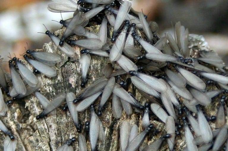 Devis nettoyage traces sur les murs Bassin d'Arcachon 33