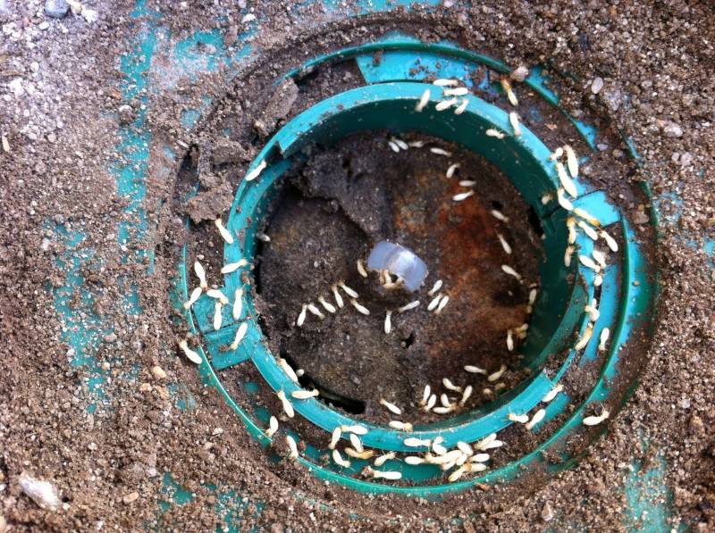 traitement termite piege libourne