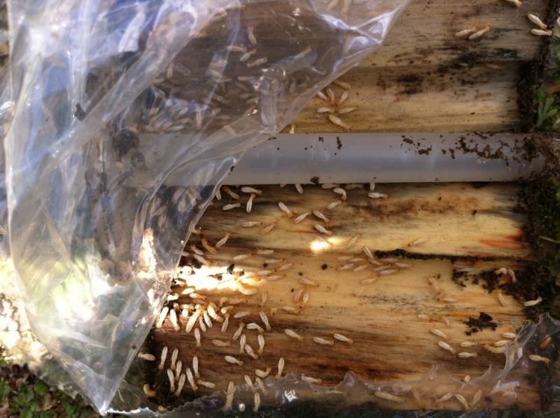 Entreprise de traitement contre les termites dans le Médoc