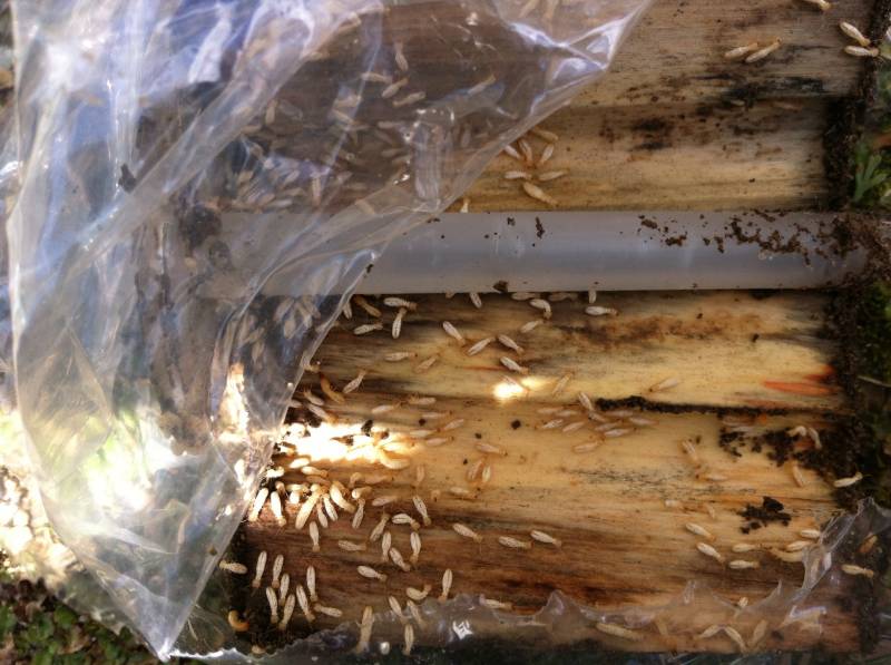 Termites en activités à GRAYAN