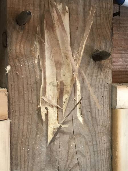 Poteau en bois attaqué par les capricornes à ANGLADE