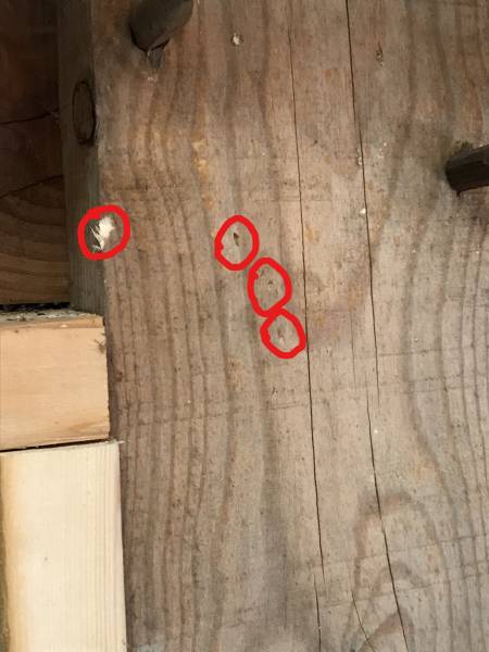 Trou de sorties des insectes capricornes à ANGLADE