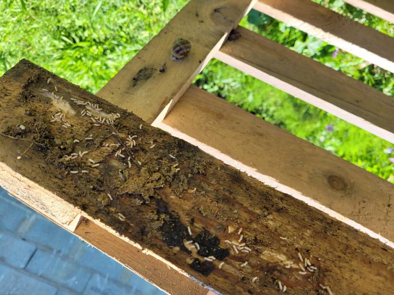 Termites vivants sous une palette dans un jardin à TRESSES