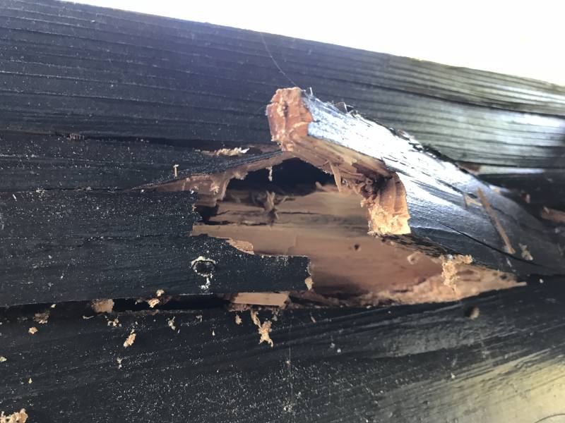 Dégât de capricorne sur un poteau bois d'une terrasse couverte à CARCANS