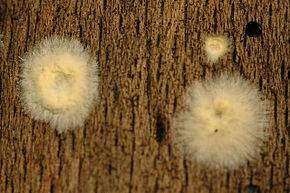 coniophore champignons