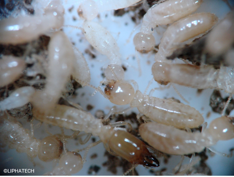Les termites consomment l'appât puis le diffusent à l'ensemble de la colonie