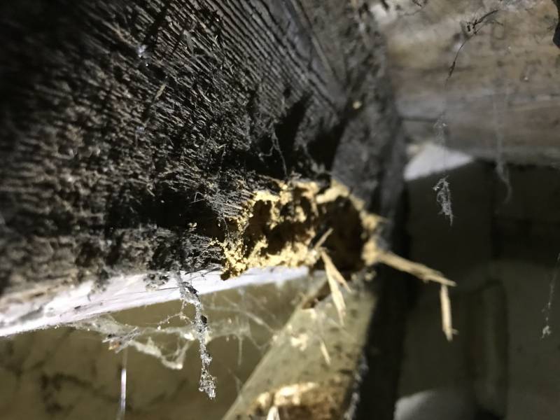 traitement des bois contre les insectes montendre