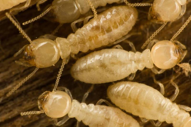 Termites ouvriers