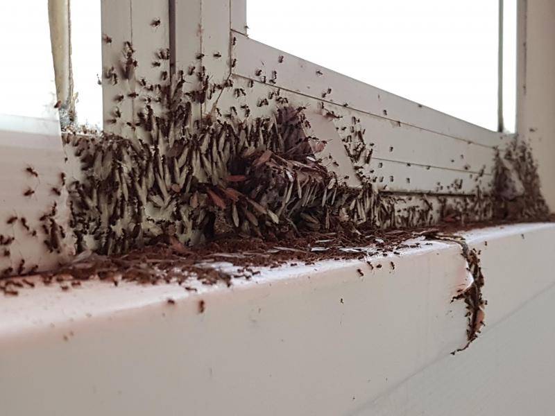 Essaimage infestation de termites ailés dans une maison