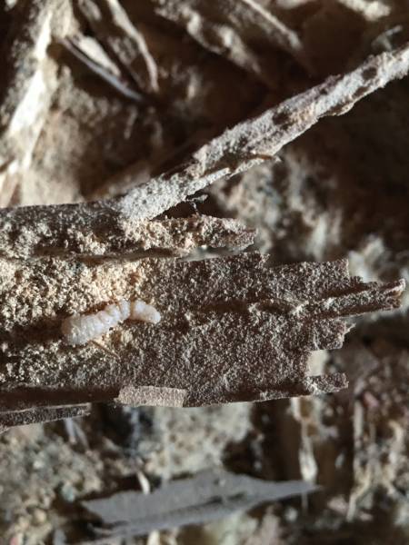 Larve de capricorne dans une panne dans la charpente d'une maison à ETAULIERS