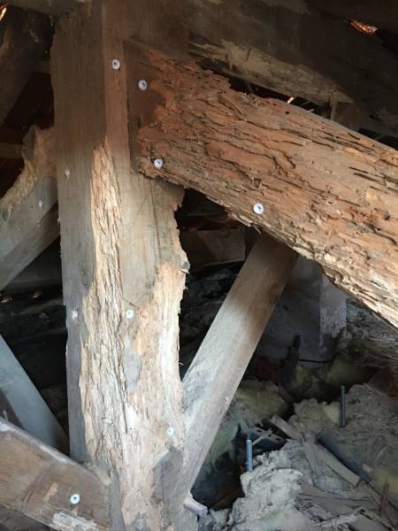 Charpente très attaquée par les termites avec mise en place d'injecteurs sur la commune de PLASSAC dans le Blayais