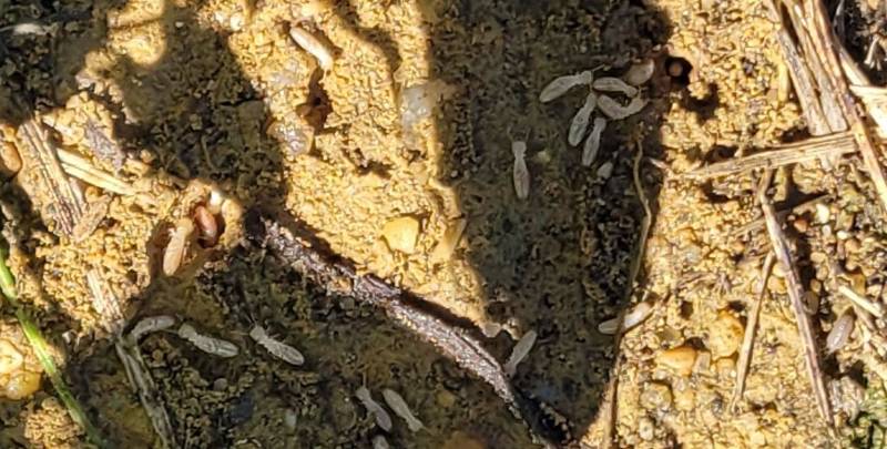 termites en activité lesparre medoc