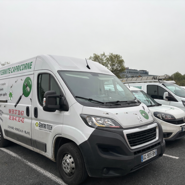 Entreprise de traitement contre les termites sur le Blayais