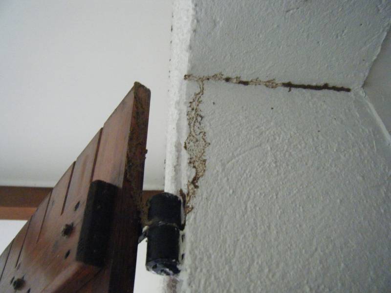 Trace de cordon de termites à GRAYAN ET L'HOPITAL