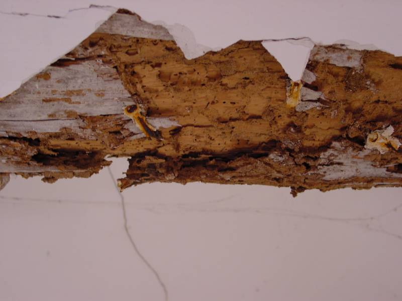 bois attaqué par les termites a le pian medoc