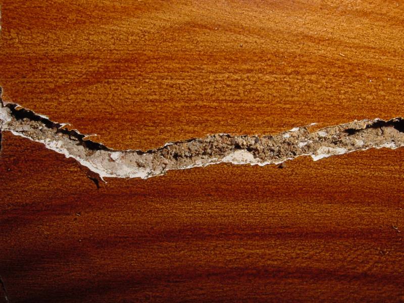 termites saint laurent de Médoc