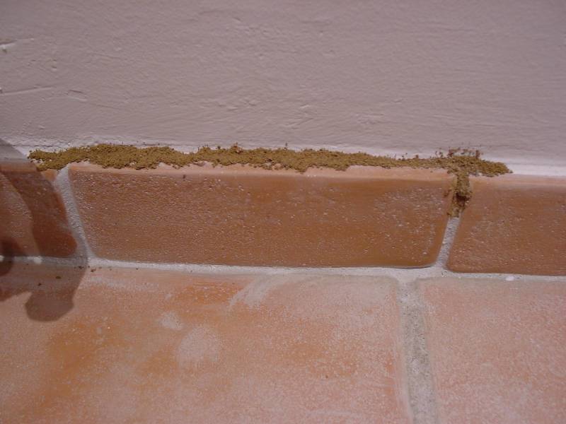 cordon de termite castelnau de medoc
