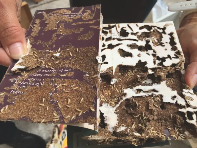 Attaque de termites dans un livre dans le médoc