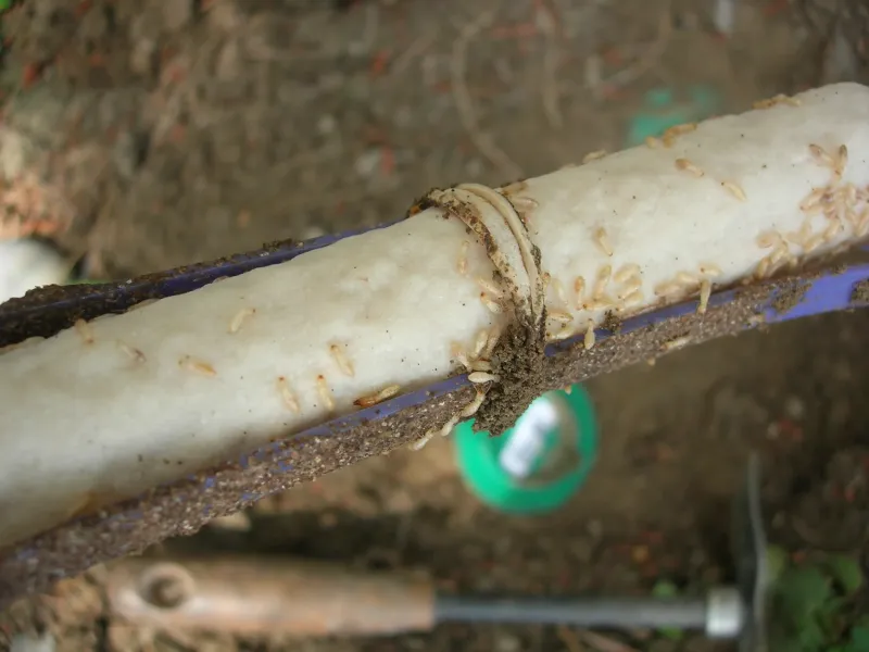 Termites vivants en activité au HAILLAN