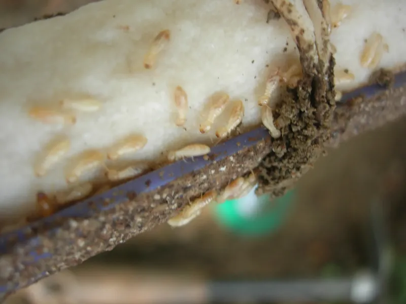 Termites vivants en activité à LESPARRE MEDOC dans un jardin