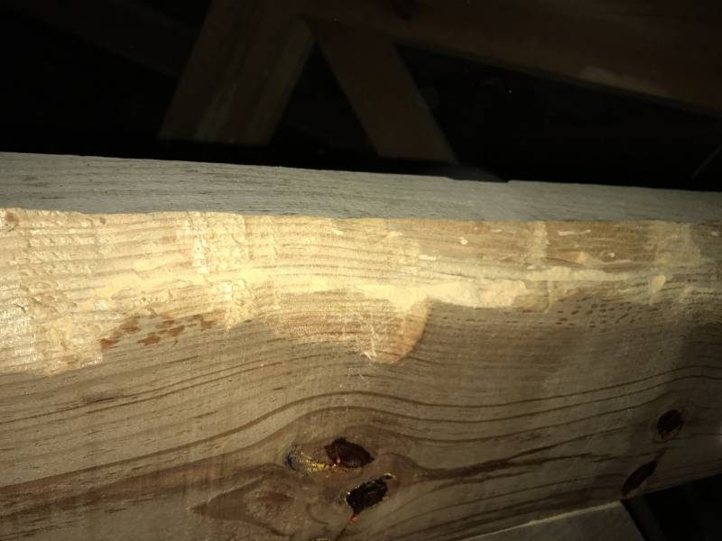 traitement contre les capricornes hôtel de ville le verdon sur mer