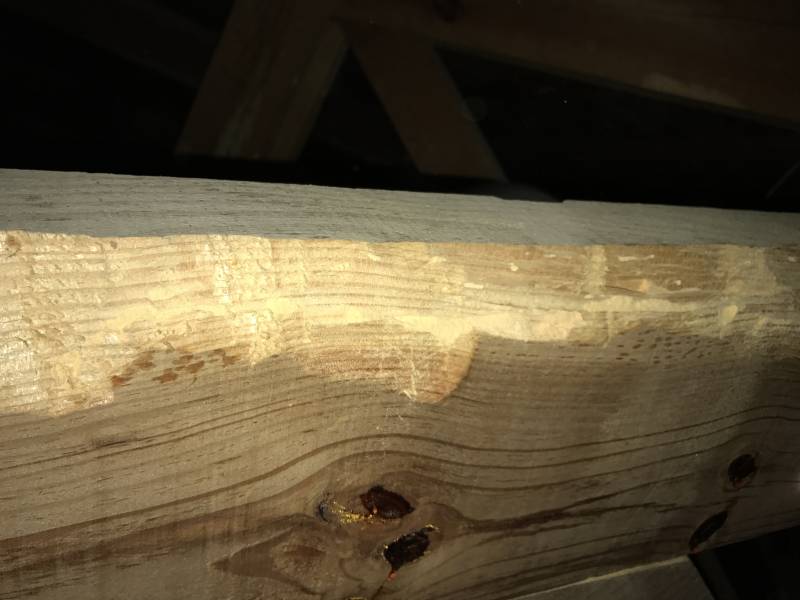 Bois attaqué par les capricornes à ETAULIERS