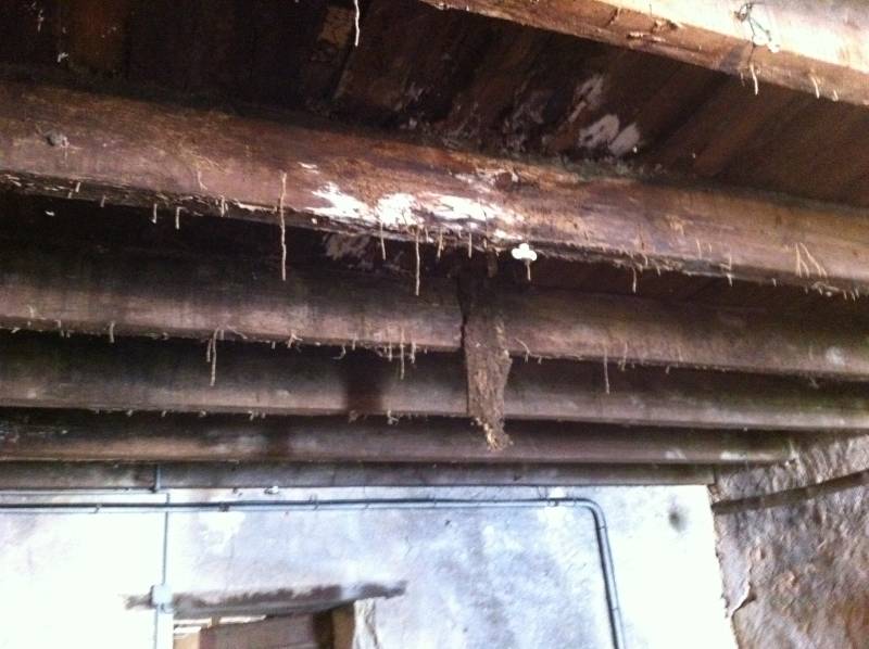 Bois dans une cave très infestée par les termites avec des cordons et cordonnets à ST ANDRE DE CUBZAC