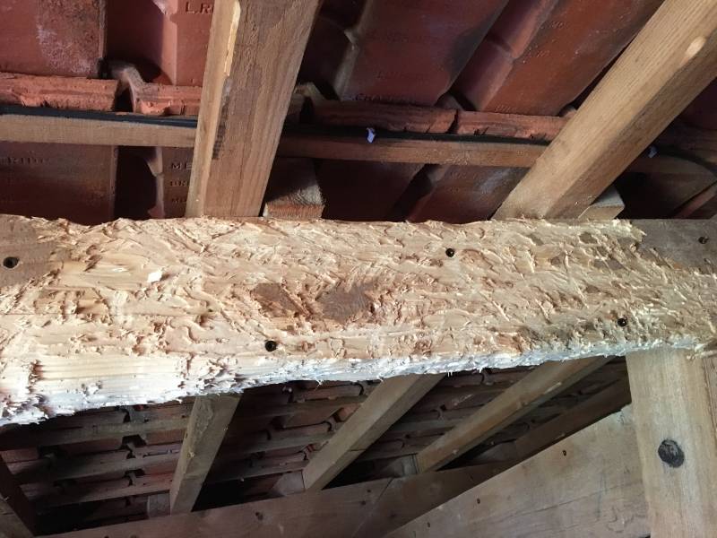 Traitement charpente contre les capricornes à GRAYAN ET L'HOPITAL