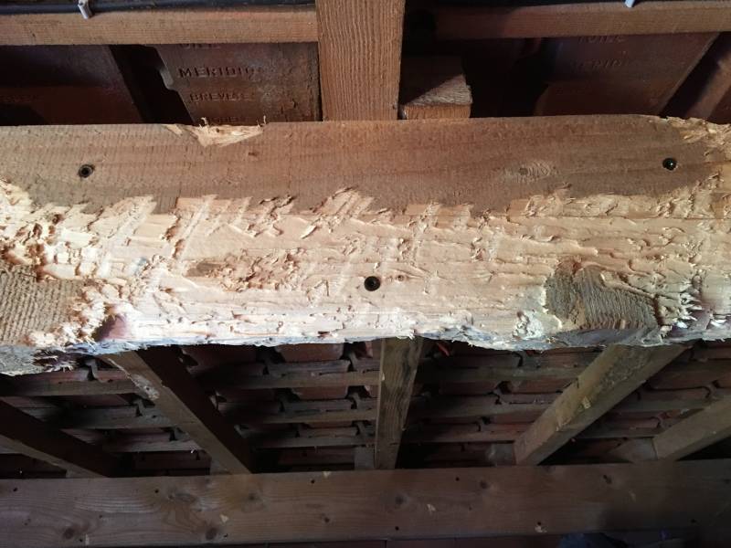 Charpente en bois attaquée par les capricornes à ANGLADE