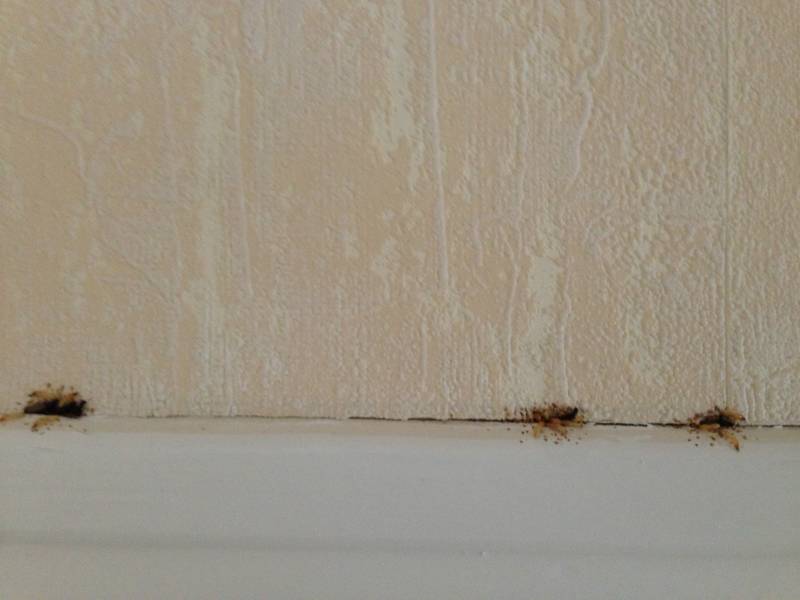 termite castelnau de medoc