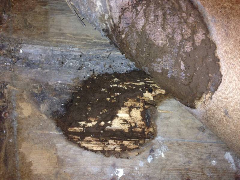 Traitement contre les termites CLAOUEY