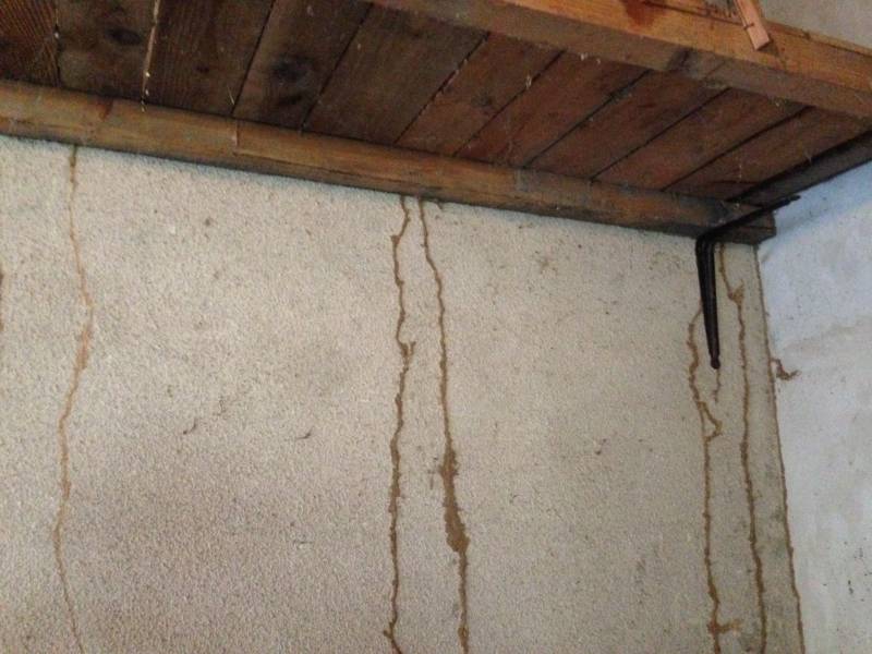 Cordons de termites sur un mur dans un garage