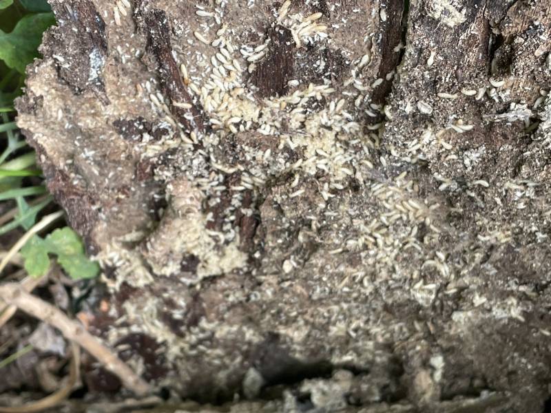 Termites vivants dans un bois proche d'une maison sur le secteur de MARTIGNAS SUR JALLES