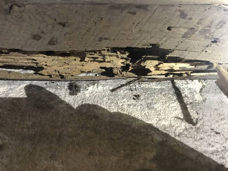 bois termite libourne