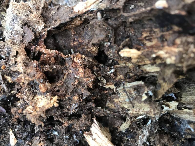 termite bois lesparre medoc