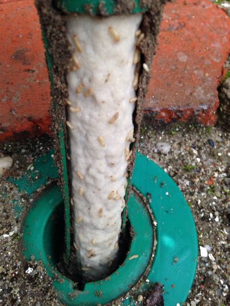 Piège-appât extérieur installé afin de protéger durablement votre maison contre les termites