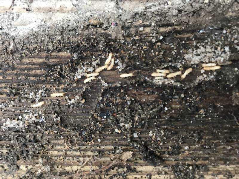 termite bois lesparre medoc