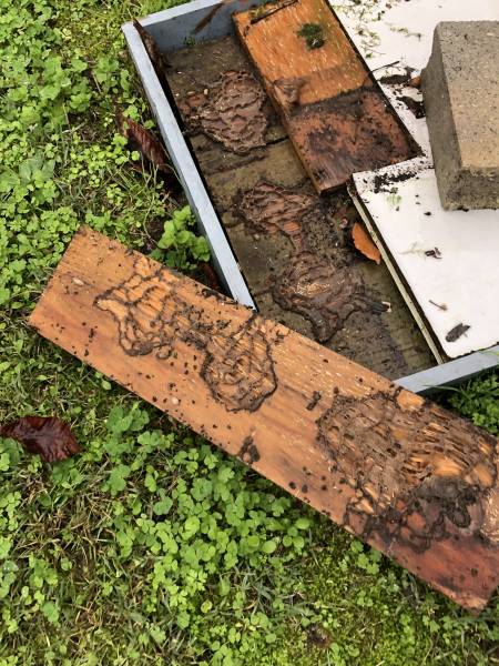 Termites vivants sur une planche en bois à GRAYAN ET L'HOPITAL