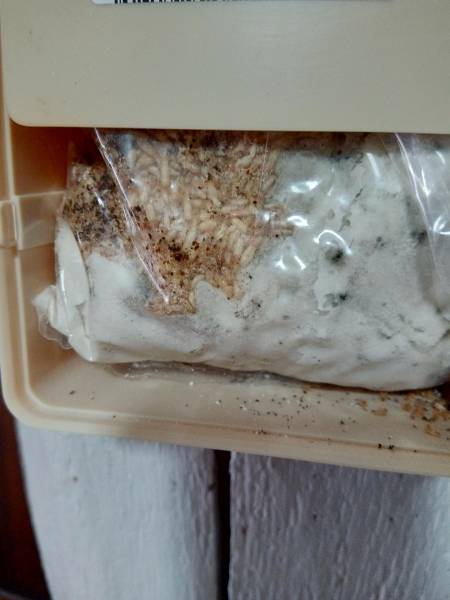Pièges termites intérieur carcans maubuisson