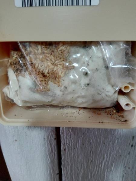 Piège intérieur contre les termites à SAINT MEDARD EN JALLES