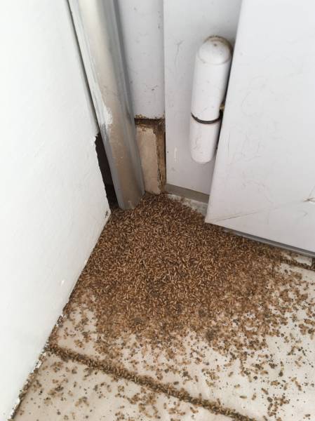 traitement contre les termites dans le medoc