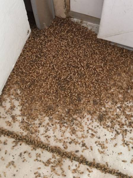 Infestation de termites en activité à ARCACHON