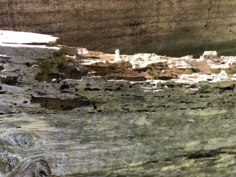 Bois attaqués par les termites sur le Bassin d'Arcachon