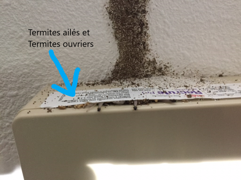 Traitement par pièges contre les termites bassin d'arcachon