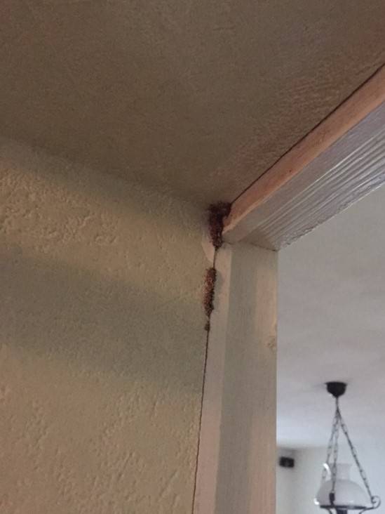 detection termite medoc