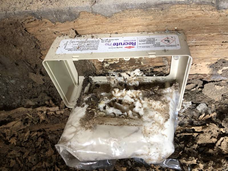 traitement par pieges contre les termites