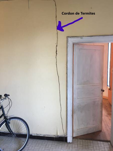 CORDON DE TERMITES PAREMPUYRE