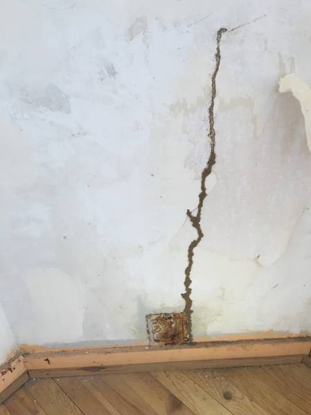 cordons de termites en activités sur un mur
