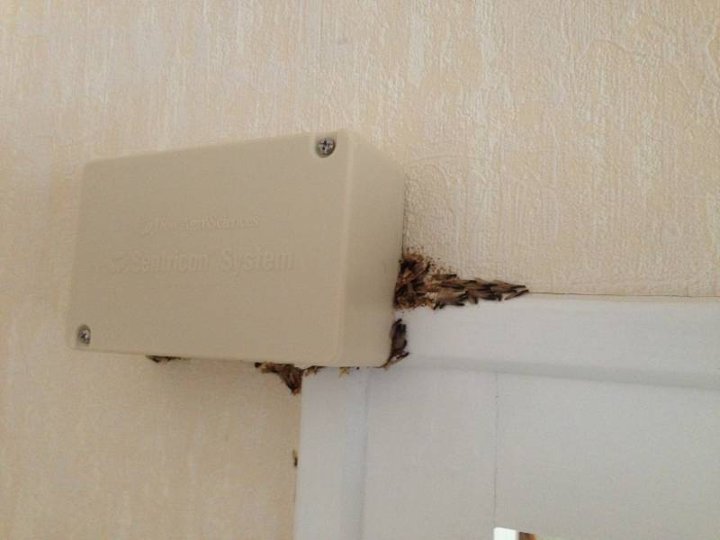 traitement par pièges ecologique contre les termites à Berson